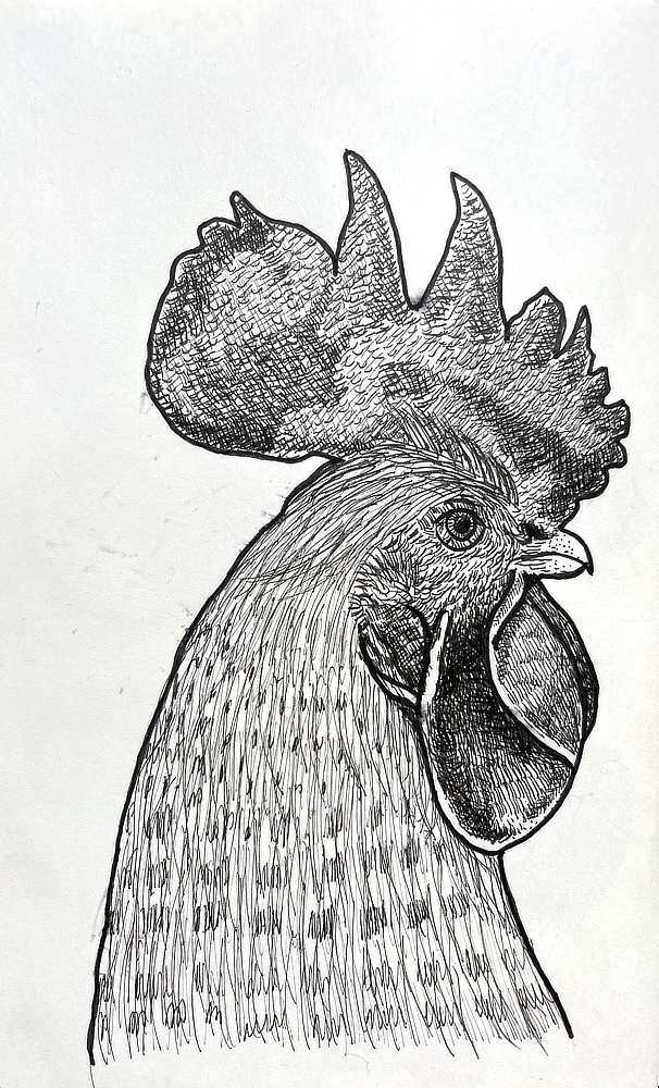 rooster