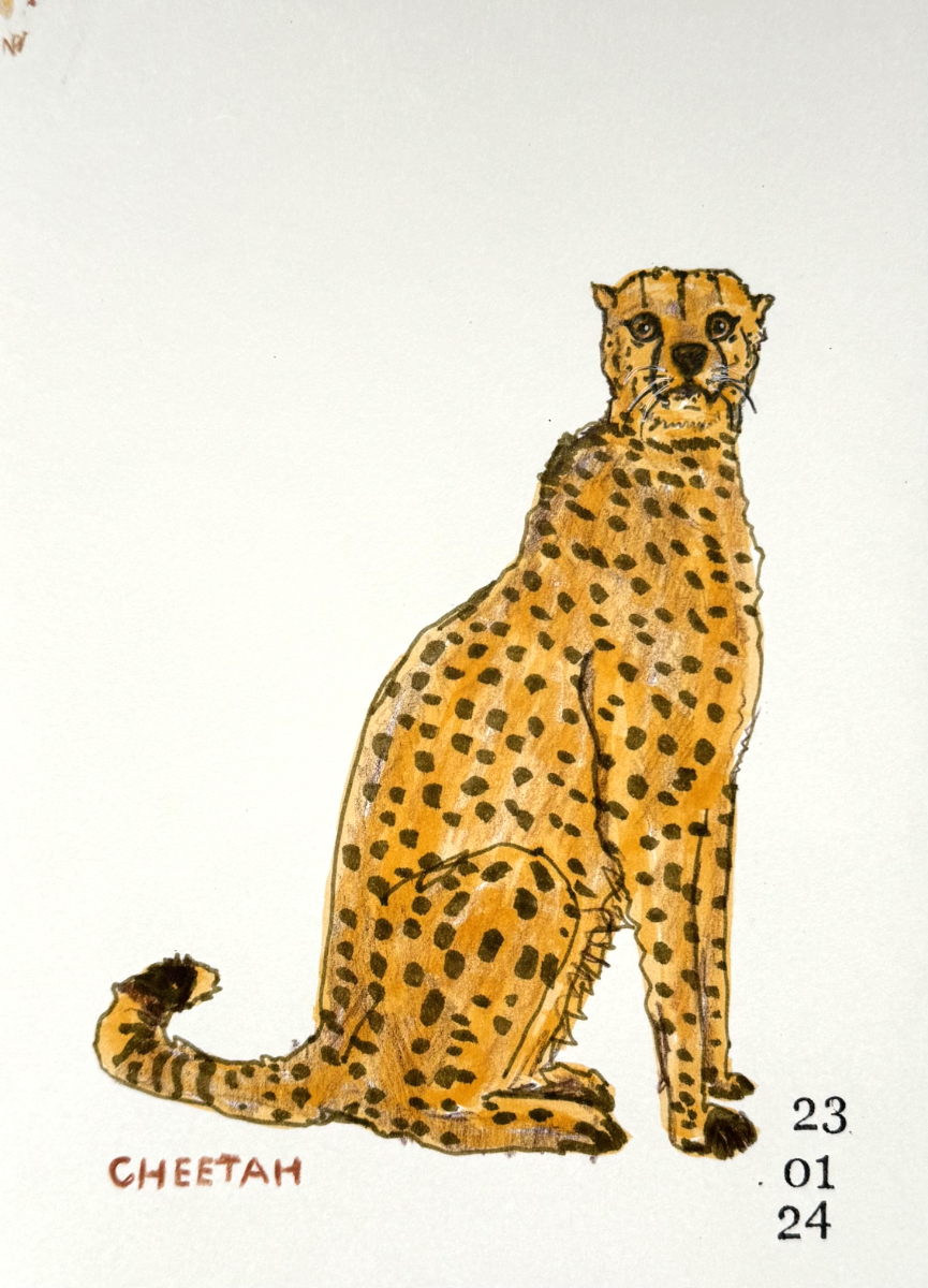 cheetah
