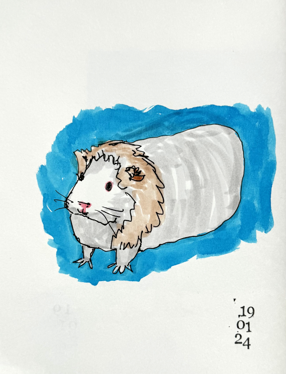 guinea pig