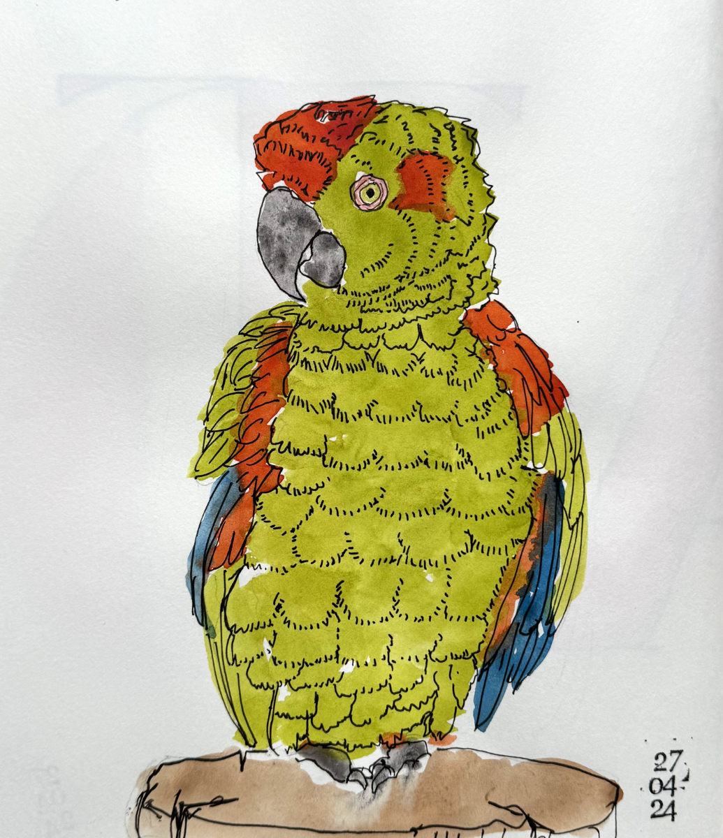 parrot