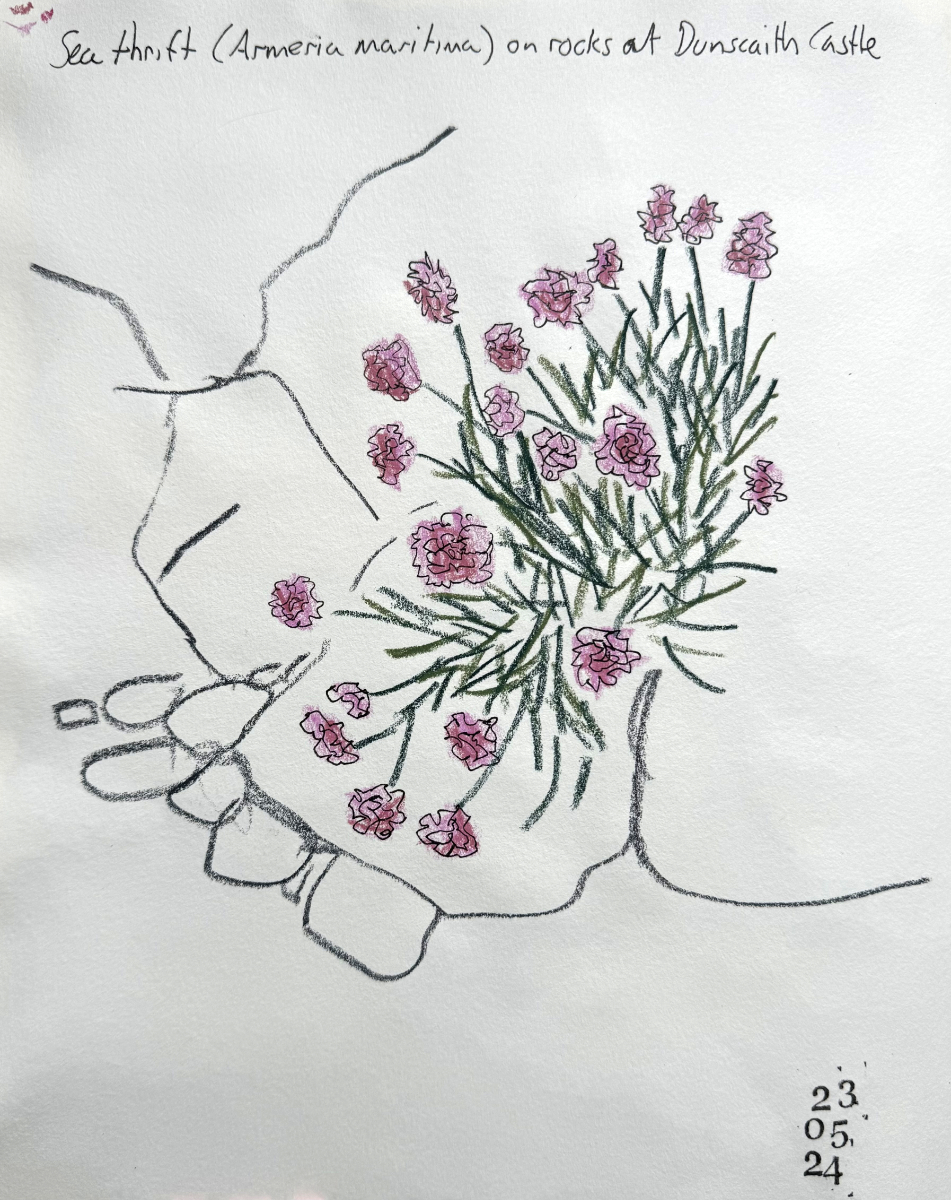Sea Thrift