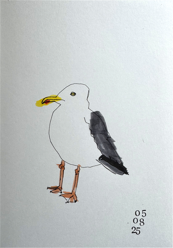 herring gull