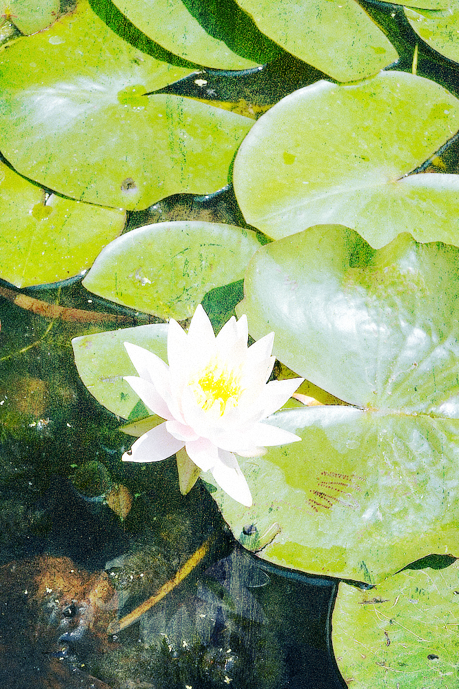waterlily