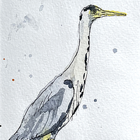 heron