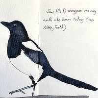 magpie