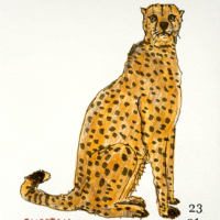 cheetah