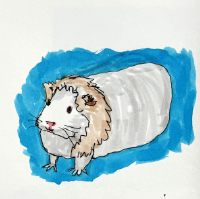 guinea pig