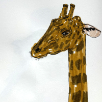 giraffe