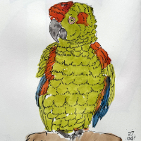 parrot