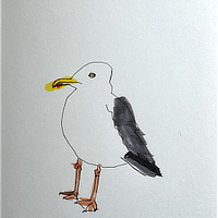 herring gull